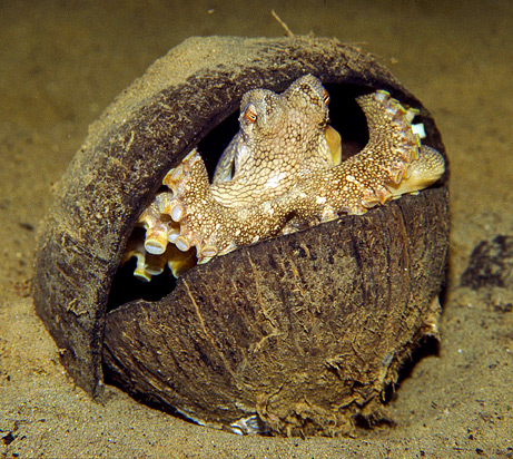 File:Octopus-coconut.jpg