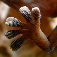Gecko toes.png