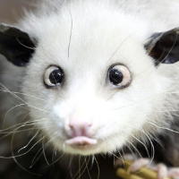 File:Opossum.jpg