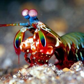File:Mantis shrimp.jpg