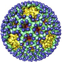 Reovirus-attacks-cancer-cells.jpg
