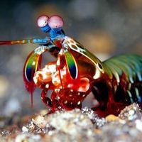 Mantis shrimp.jpg