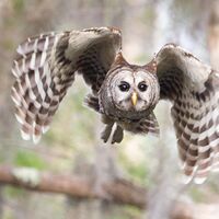 863-Owl-Flight.jpg