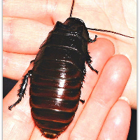 File:Cockroach.jpg