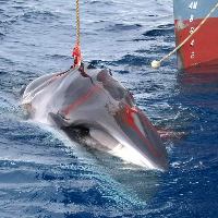 Whaling1.jpg