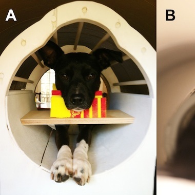 File:Dog-MRI-21.jpg