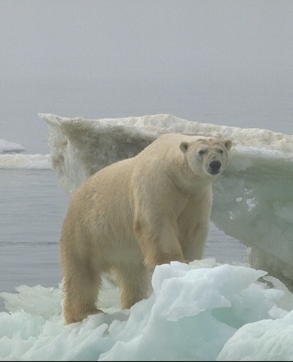 File:Polar bear.jpg