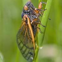 File:Cicadas.jpg