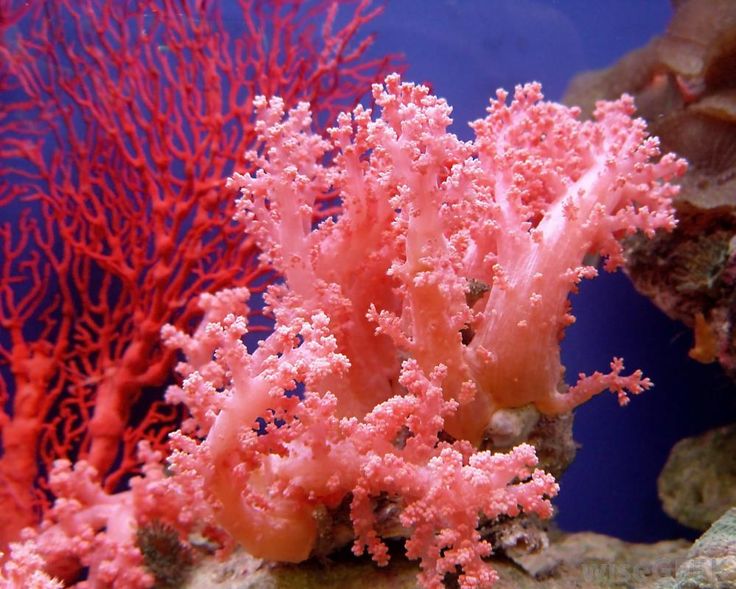 File:Coral.jpg