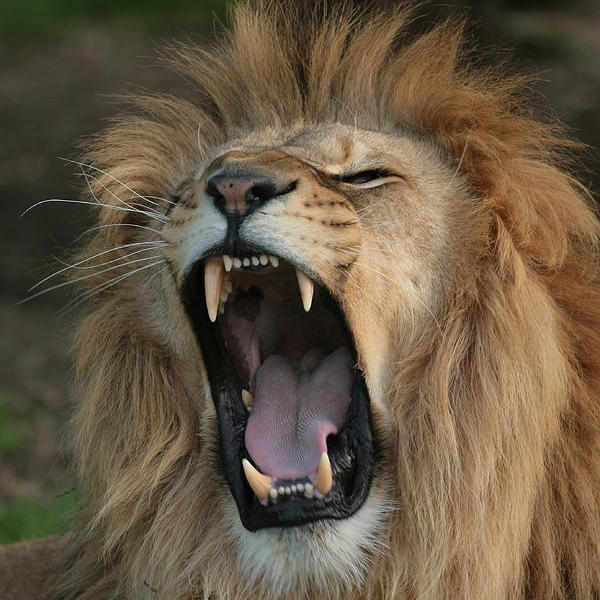 File:Yawning-lion-300x300@2x.jpg