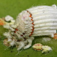 File:Cottony.cushion.scale .insect.jpg