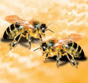 File:Bees.jpg