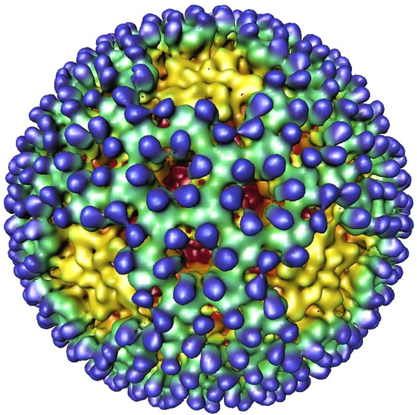 File:Reovirus-attacks-cancer-cells.jpg