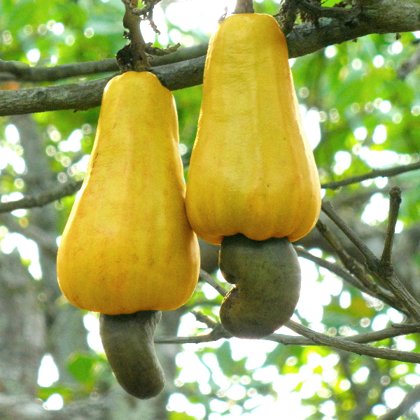 File:Cashew apples.jpg