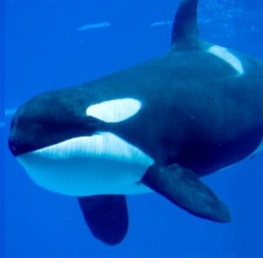 File:Orca-swimming.jpg