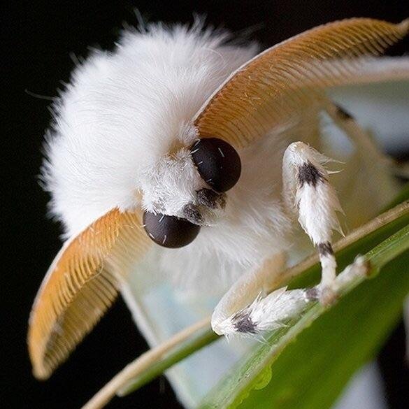 File:900 silk moth.jpg