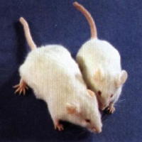 Mice.jpg