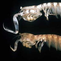 File:Mantisshrimp.jpg