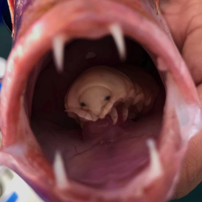 File:851 parasite-fish-tongue.jpg