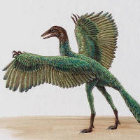 File:Archaepteryx.jpg