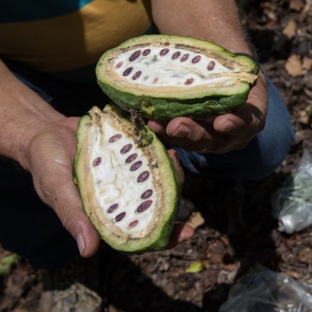 File:CACAO.jpg