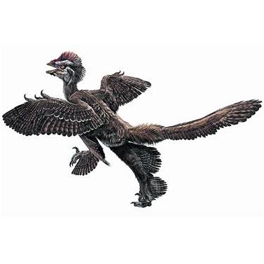 File:Anchiornis.JPG