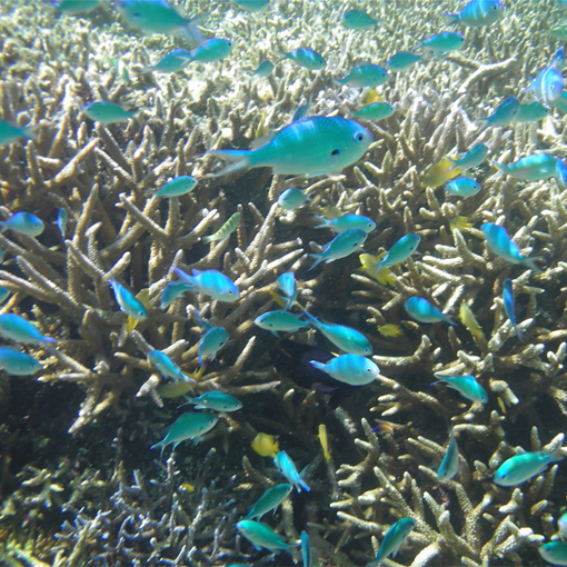File:Coral-reef-okinowa.jpg