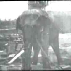 File:Edison-Electrocuting-Elephant.jpg