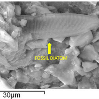 Fossil diatome.jpg