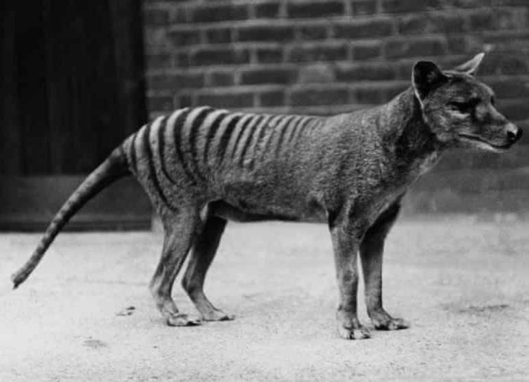 File:Thylacine2.jpg