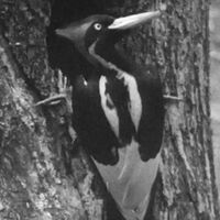 936 Ivory-billed Woodpecker.jpg