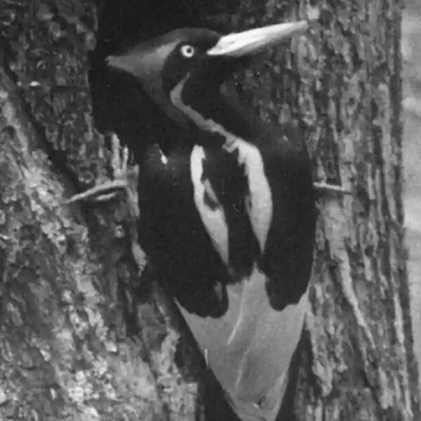 File:936 Ivory-billed Woodpecker.jpg