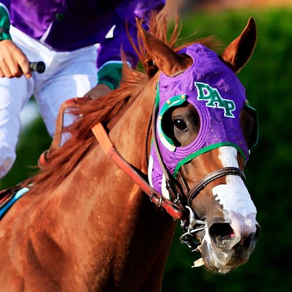 File:Horse nasal strips.jpg