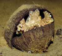 Octopus-coconut.jpg