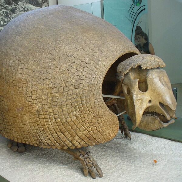 File:Glyptodon-Fossils.jpg