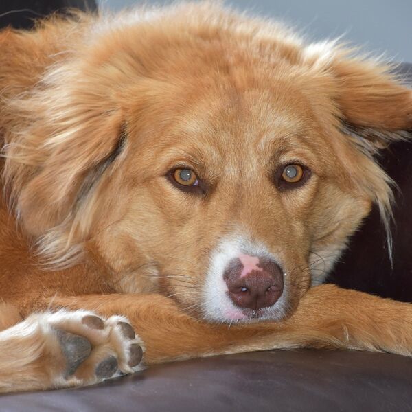 File:878 sagan, dog personality.jpg