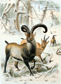 Wikipedia: Pyrenean ibex