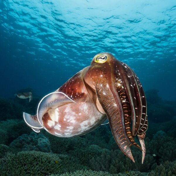 File:911 cuttlefish.jpg