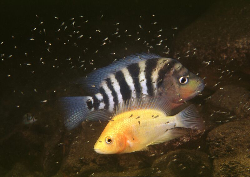 File:907 chiclids.jpg