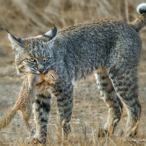 File:Bobcat.jpg