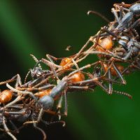 Ant-Web.jpg