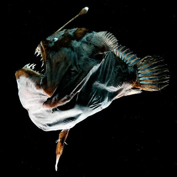 File:787 anglerfish.jpeg