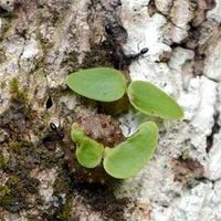 Fijian-ants-began-farming-3-million-years-ago-s.jpg