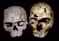 Jebel Irhoud skull.jpg
