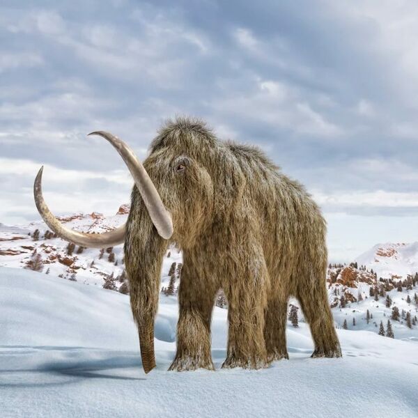 File:845 Mammoth.jpg