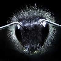 Bumblebeehead.jpg