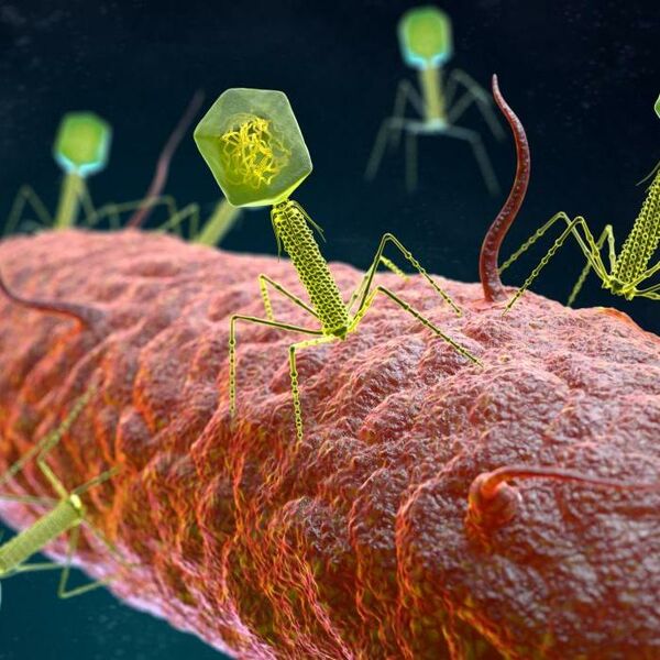 File:Bacteriophages-infecting-a-bacterium.jpg